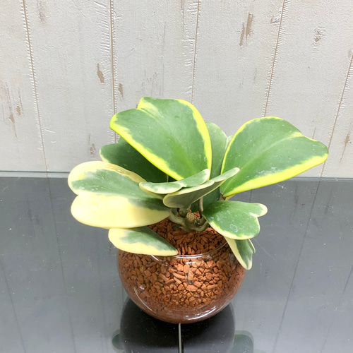 斑入り ハート大量 ハートホヤ ラブハート 多肉植物 水栽培 ハイドロ