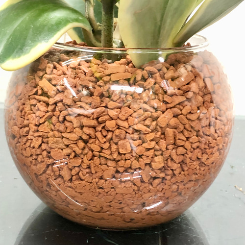 斑入り ハート大量 ハートホヤ ラブハート 多肉植物 水栽培