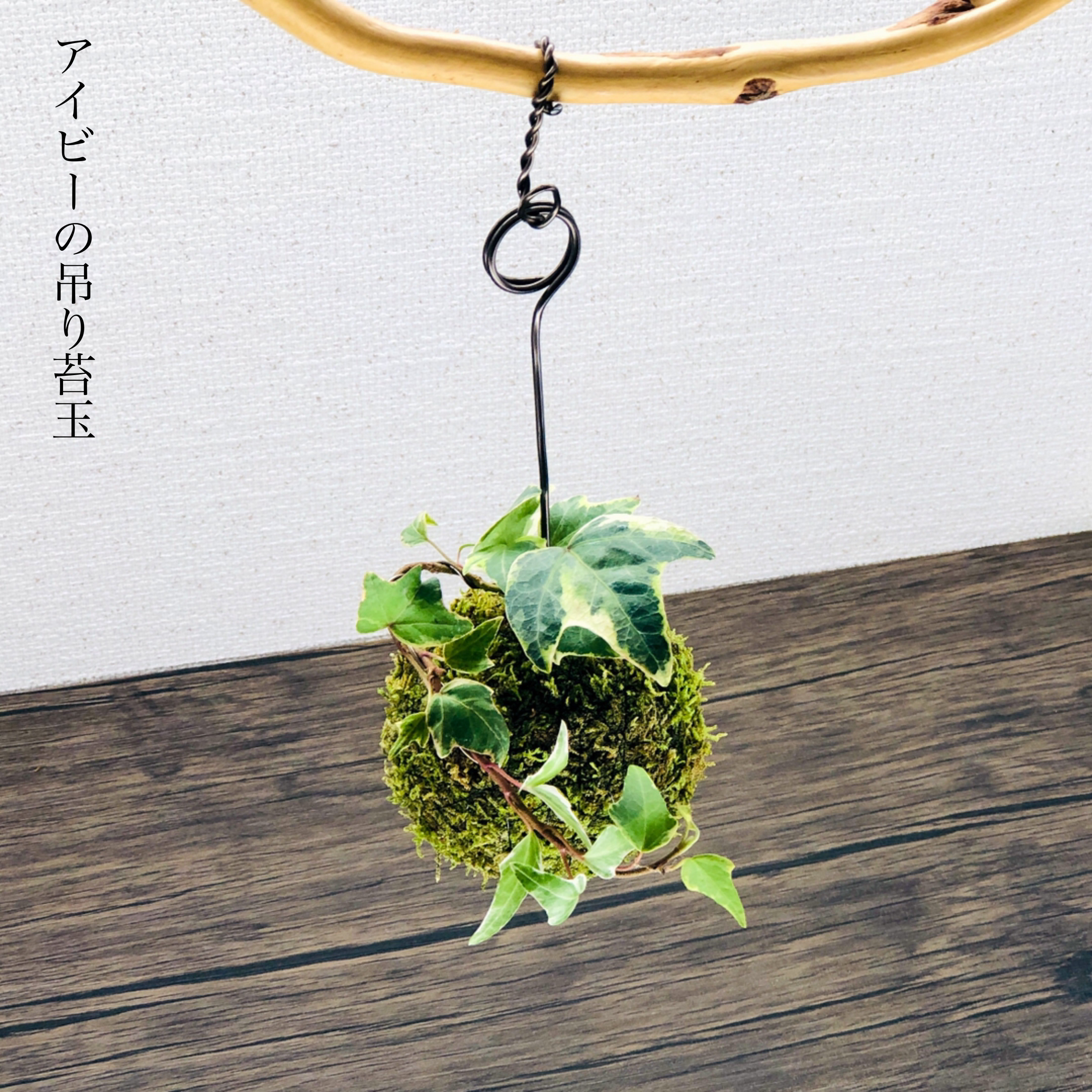 送料無料)アイビーの吊り苔玉『星のような形の葉が愛らしい』 盆栽