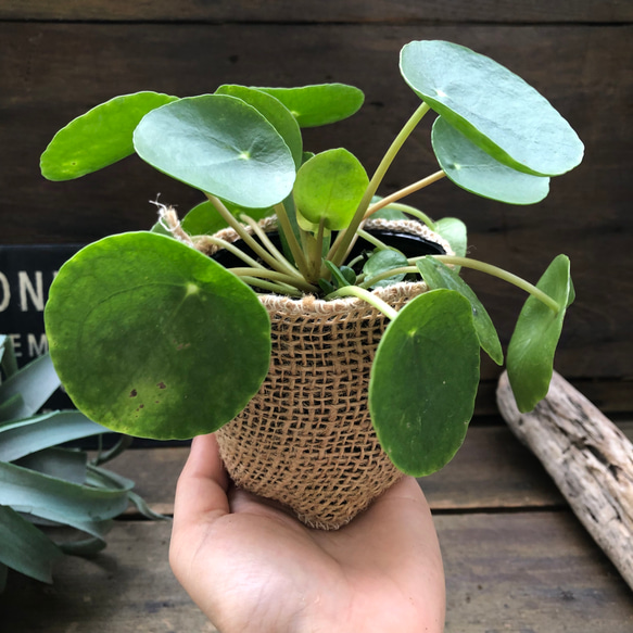 ぺぺロミオイデス♡ピレア♡観葉植物♡ガーデニング 6枚目の画像