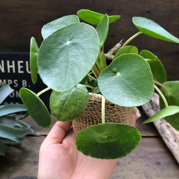 ぺぺロミオイデス♡ピレア♡観葉植物♡ガーデニング 14枚目の画像