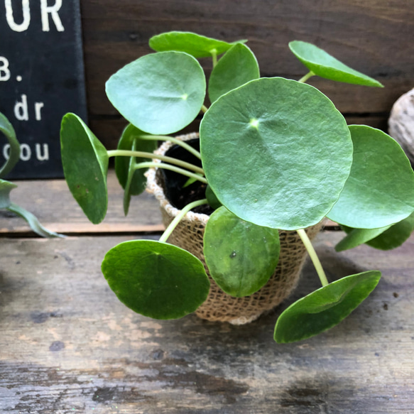 ぺぺロミオイデス♡ピレア♡観葉植物♡ガーデニング 1枚目の画像