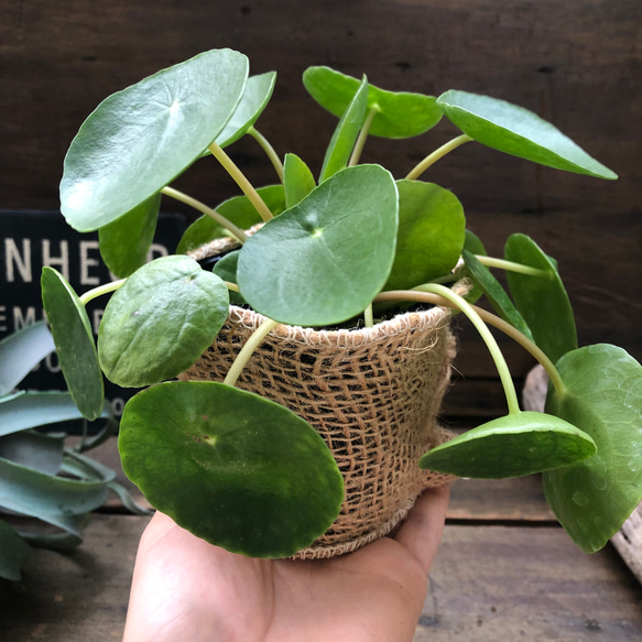 ぺぺロミオイデス♡ピレア♡観葉植物♡ガーデニング 12枚目の画像