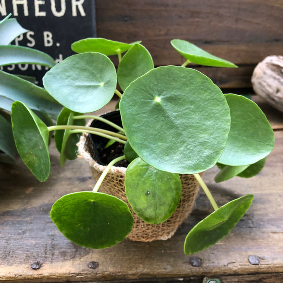 ぺぺロミオイデス♡ピレア♡観葉植物♡ガーデニング 5枚目の画像