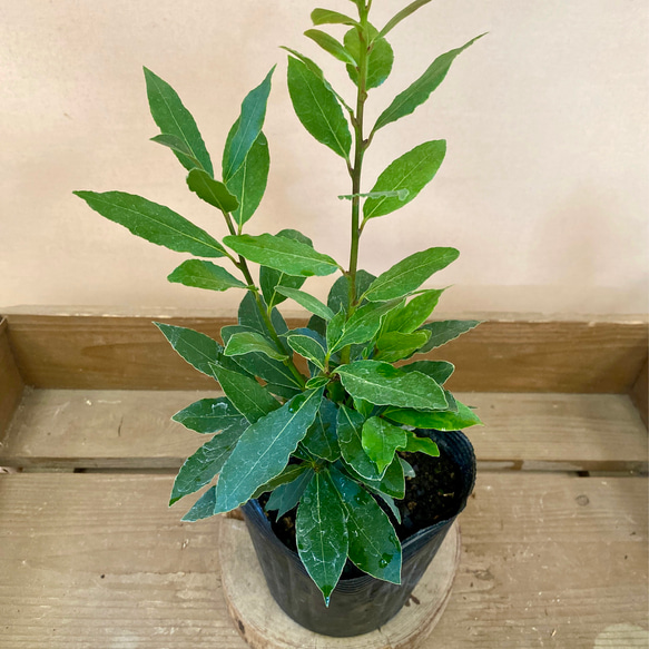 常緑樹 苗木 月桂樹（ローリエ） アートフラワー plant life 通販