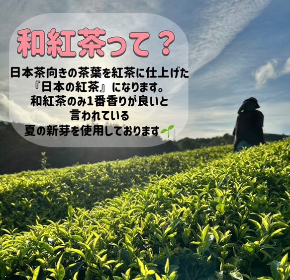 【華やかな香りの日本の紅茶♪】和紅茶powder60g(約60杯分)　農薬・化学肥料・除草剤・畜産堆肥不使用 3枚目の画像