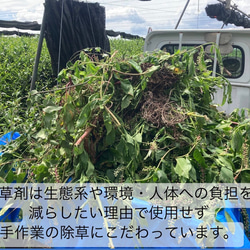 【華やかな香りの日本の紅茶♪】和紅茶powder60g(約60杯分)　農薬・化学肥料・除草剤・畜産堆肥不使用 10枚目の画像