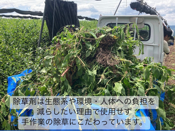 【華やかな香りの日本の紅茶♪】和紅茶powder60g(約60杯分)　農薬・化学肥料・除草剤・畜産堆肥不使用 10枚目の画像