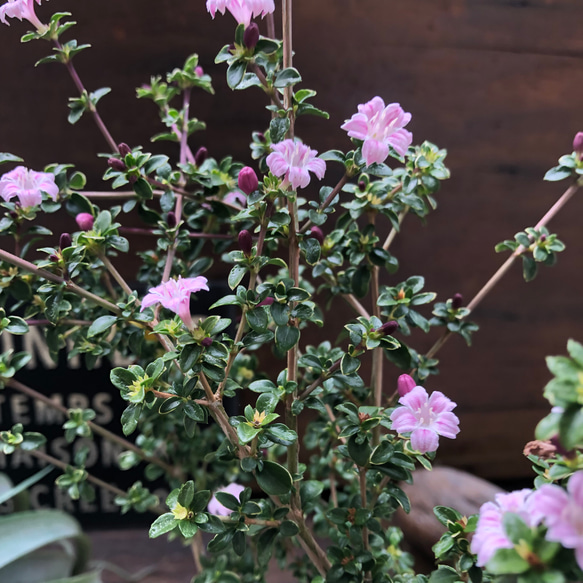 紅ちょうげ♡毎年大きく♡二季咲き♡桜色のピンクの花♡ガーデニング 4枚目の画像