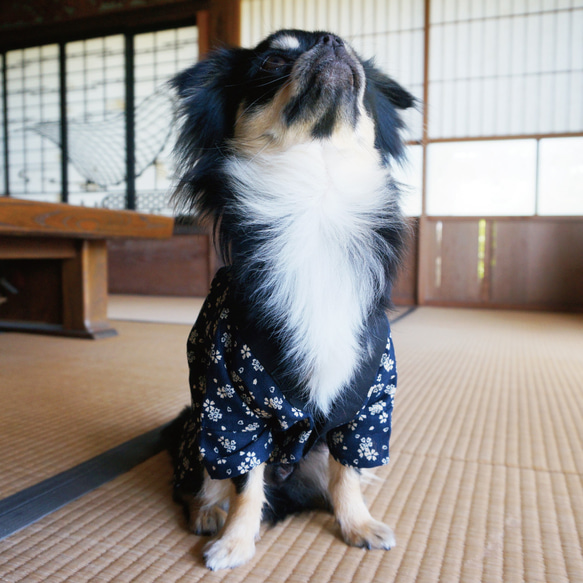 【今なら即納可◎】和裁のプロが仕立てた『渋くてかわいい』！わんちゃん用ハッピ（桜柄）　犬　和服　ゆかた　浴衣 4枚目の画像