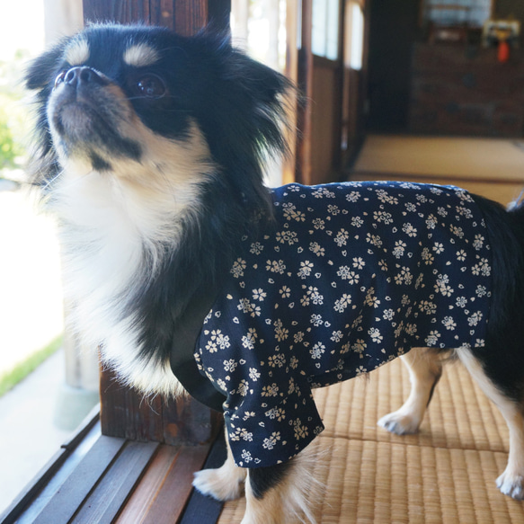 【今なら即納可◎】和裁のプロが仕立てた『渋くてかわいい』！わんちゃん用ハッピ（桜柄）　犬　和服　ゆかた　浴衣 1枚目の画像