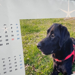 世界で一つのオリジナル布製カレンダー☆2024年版☆　壁掛け　うちの子グッズ　犬　猫　七五三　プレゼントにも♪ 7枚目の画像