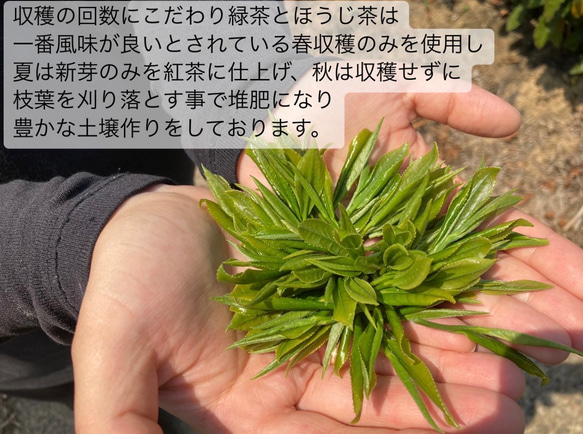 ＊無農薬お茶＊ 宇治抹茶　化学肥料・除草剤・畜産堆肥不使用　2023年産 10枚目の画像