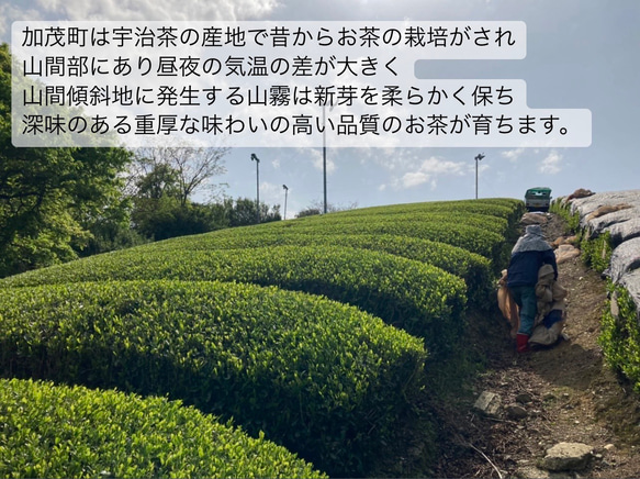 ＊無農薬お茶＊ 宇治抹茶　化学肥料・除草剤・畜産堆肥不使用　2023年産 7枚目の画像