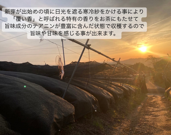 【華やかな香りと上品な苦味♪】宇治抹茶20g(約20杯分)  農薬・化学肥料・除草剤・畜産堆肥不使用 宇治茶100% 7枚目の画像