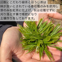 ＊無農薬お茶＊ 煎茶パウダー　化学肥料・除草剤・畜産堆肥不使用　2023年産 8枚目の画像