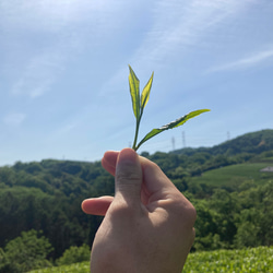 ＊無農薬お茶＊ 煎茶パウダー　化学肥料・除草剤・畜産堆肥不使用　2023年産 3枚目の画像