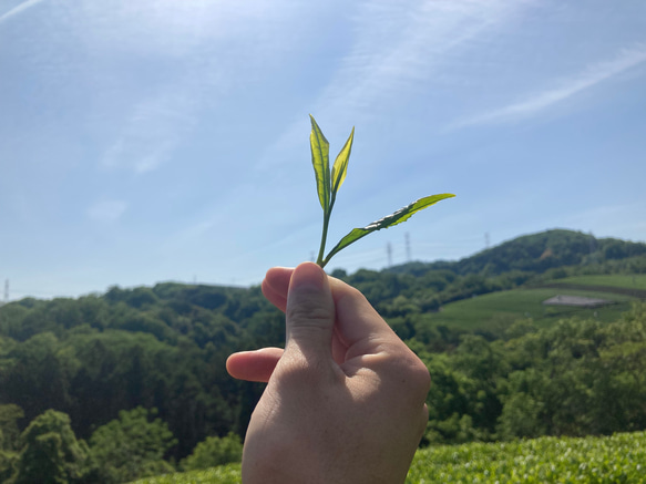 ＊無農薬お茶＊ 煎茶パウダー　化学肥料・除草剤・畜産堆肥不使用　2023年産 3枚目の画像