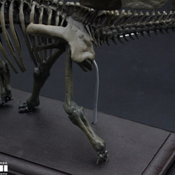 【受注生産】ステゴサウルス　縮小全身骨格レプリカ　1/20スケール 13枚目の画像