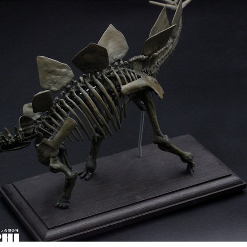 受注生産】ステゴサウルス 縮小全身骨格レプリカ 1/20スケール