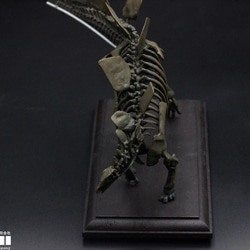 【受注生産】ステゴサウルス　縮小全身骨格レプリカ　1/20スケール 3枚目の画像