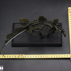 【受注生産】ステゴサウルス　縮小全身骨格レプリカ　1/20スケール 8枚目の画像