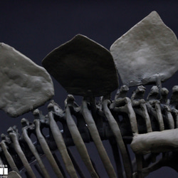 【受注生産】ステゴサウルス　縮小全身骨格レプリカ　1/20スケール 12枚目の画像