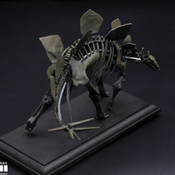 【受注生産】ステゴサウルス　縮小全身骨格レプリカ　1/20スケール 7枚目の画像