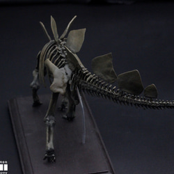 【受注生産】ステゴサウルス　縮小全身骨格レプリカ　1/20スケール 4枚目の画像