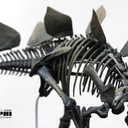 受注生産】ニホンジカ 縮小全身骨格模型【 29㎝ 】【3Dスキャン