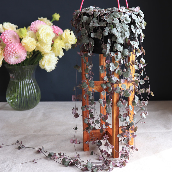 送料無料｜ハートカズラ｜レディーハート｜多肉植物｜吊り鉢