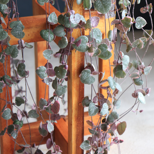 送料無料｜ハートカズラ｜レディーハート｜多肉植物｜吊り鉢