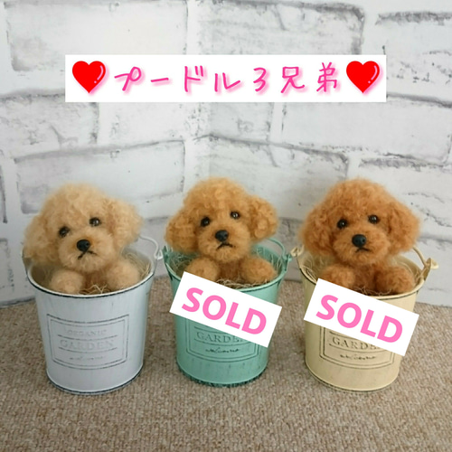 羊毛フェルト トイプードル〈アプリコット〉☆ インテリア缶