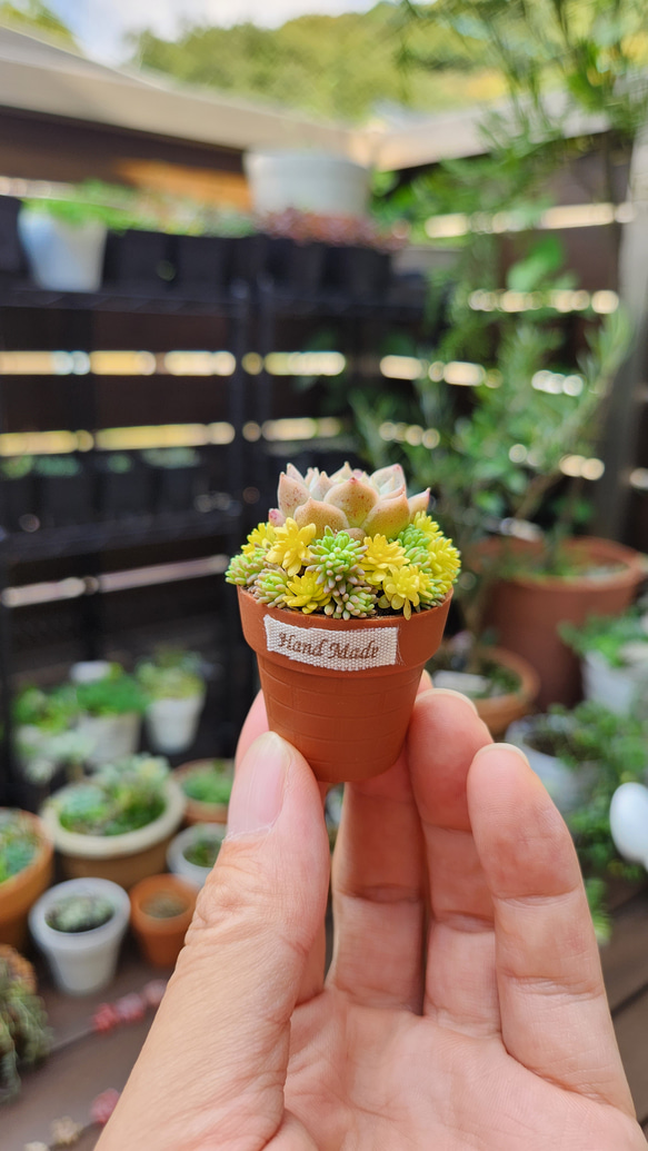 多肉寄せ植えのちょこっと手直し | ブログ版Olive&SucculentGarden