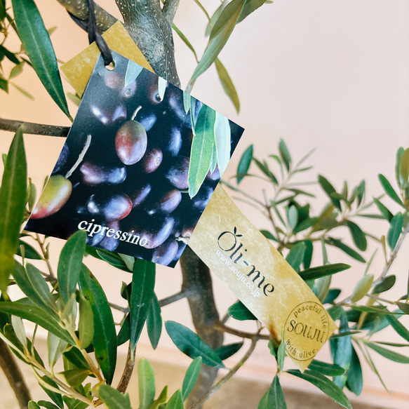 ［現品］【新品種】オリーブ　オリー実ー　創樹　観葉植物　大型　シンボルツリー　プラ鉢　玄関　ベランダ　Oli-me 10枚目の画像