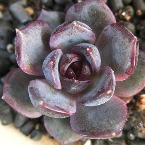 多肉植物 ロウルサンコさん♡毒りんご♡カット苗/毒リンゴ～3/23～ 多肉植物 ロウルサンコさん♡毒りんご♡カット苗/毒リンゴ～3/23～