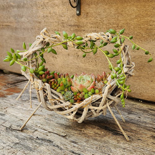 多肉植物の寄せ植え その他雑貨 amt 通販 16750688｜Creema(クリーマ)