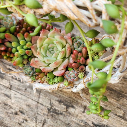 寄せ植え　多肉植物　寄せ植え　特大　a 多肉植物の寄せ植え その他雑貨 amt 通販 16750688｜Creema(クリーマ)