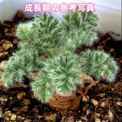 1超特選現地球 ペラルゴニウム アッペンディクラツム 激レア