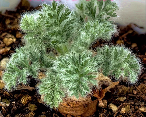 超レア写真5枚目必見！！　ペラルゴニウム　クラシカウレ　多肉植物　塊根植物 宝石のような観葉植物のお店 【Jewelry Plant】 ぺラルゴ二ウム