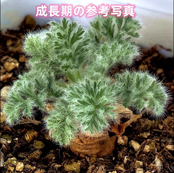 t*a様 目玉商品71003発根済み早い者勝ち！ ベアルート株　ペラルゴニウム t*a様 目玉商品71003発根済み早い者勝ち！ ベアルート株