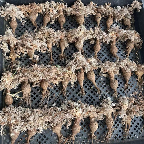 超レア写真5枚目必見！！　ペラルゴニウム　クラシカウレ　多肉植物　塊根植物 超レア写真5枚目必見！！ ペラルゴニウム クラシカウレ 多肉植物