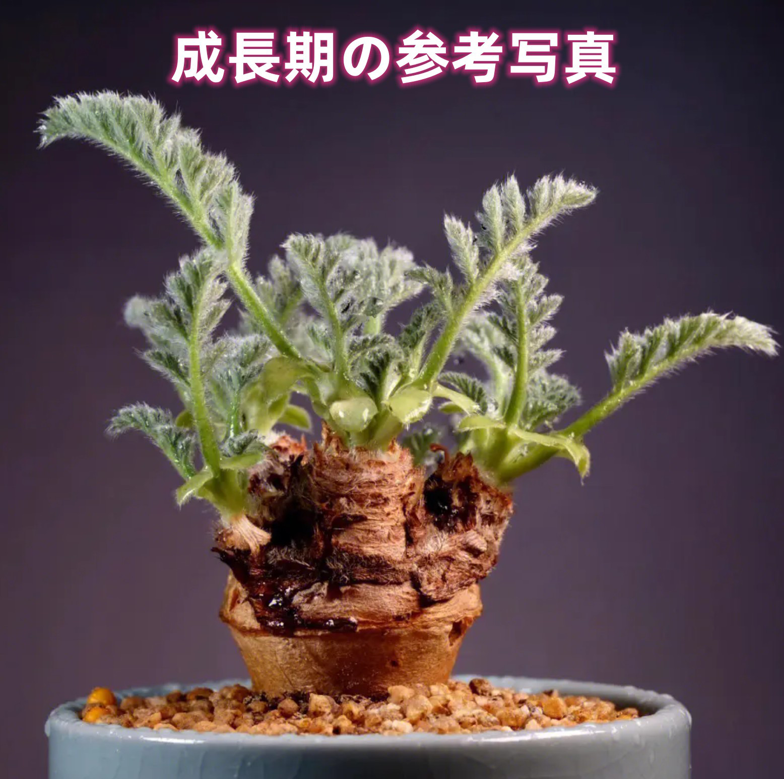 ホロンベンセ 現地球 発根済 塊根植物 ダブルヘッド 2頭 fit=scale-down,w=1200