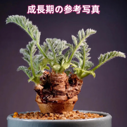 2超特選現地球 ペラルゴニウム アッペンディクラツム 激レア 高級塊根