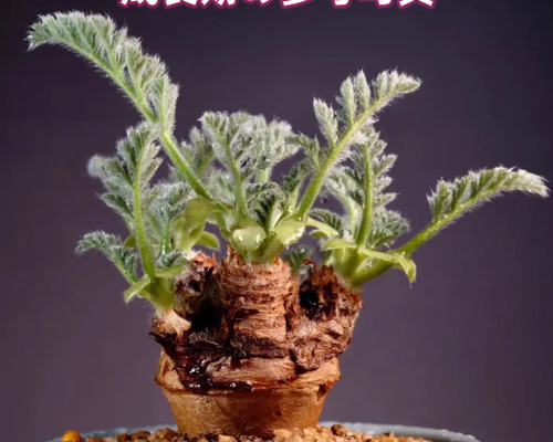 132334c9e7053a127e3bdc6ab27112