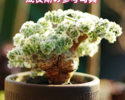 ホロンベンセ 現地球 発根済 塊根植物 ダブルヘッド 2頭 Amazon.co.jp: ホロンベンセ 現地球 発根済 塊根植物 ダブル