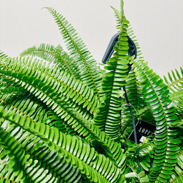 ［現品］ネフロレピスソードファーン　8号　観葉植物　かわいい　ボリューム満点　ハンギング　吊り鉢　シダ 5枚目の画像