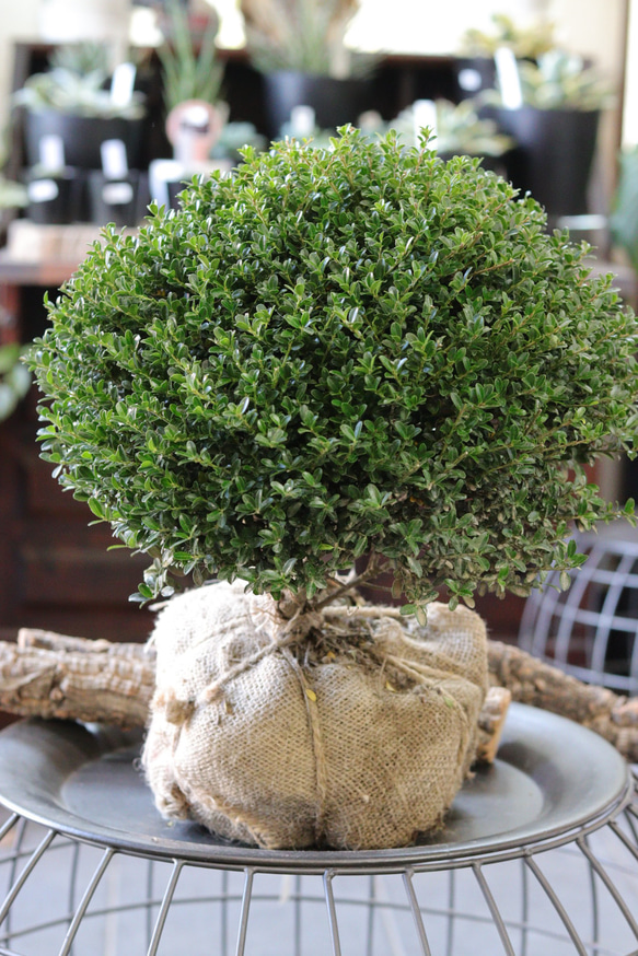 盆栽ツゲ&マンリョー｜台湾ツゲの盆栽を販売｜盆栽妙 – 盆栽妙