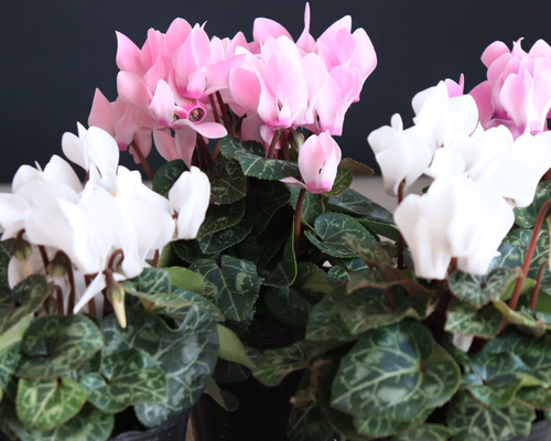 販売開始【お問い合わせページ】シクラメン　品種物　ガーデンシクラメン 18136c436ee062715aabcffe5b798b