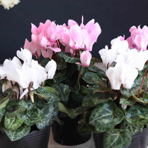 ガーデンシクラメン｜花苗｜ガーデニング｜寄せ植え｜苗｜植物｜草花の